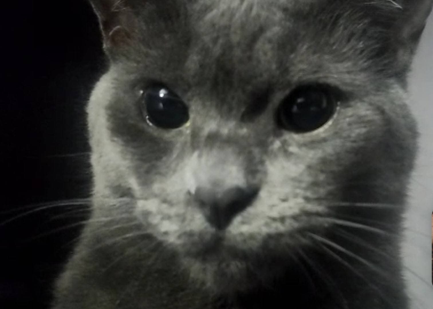 Yuki close up