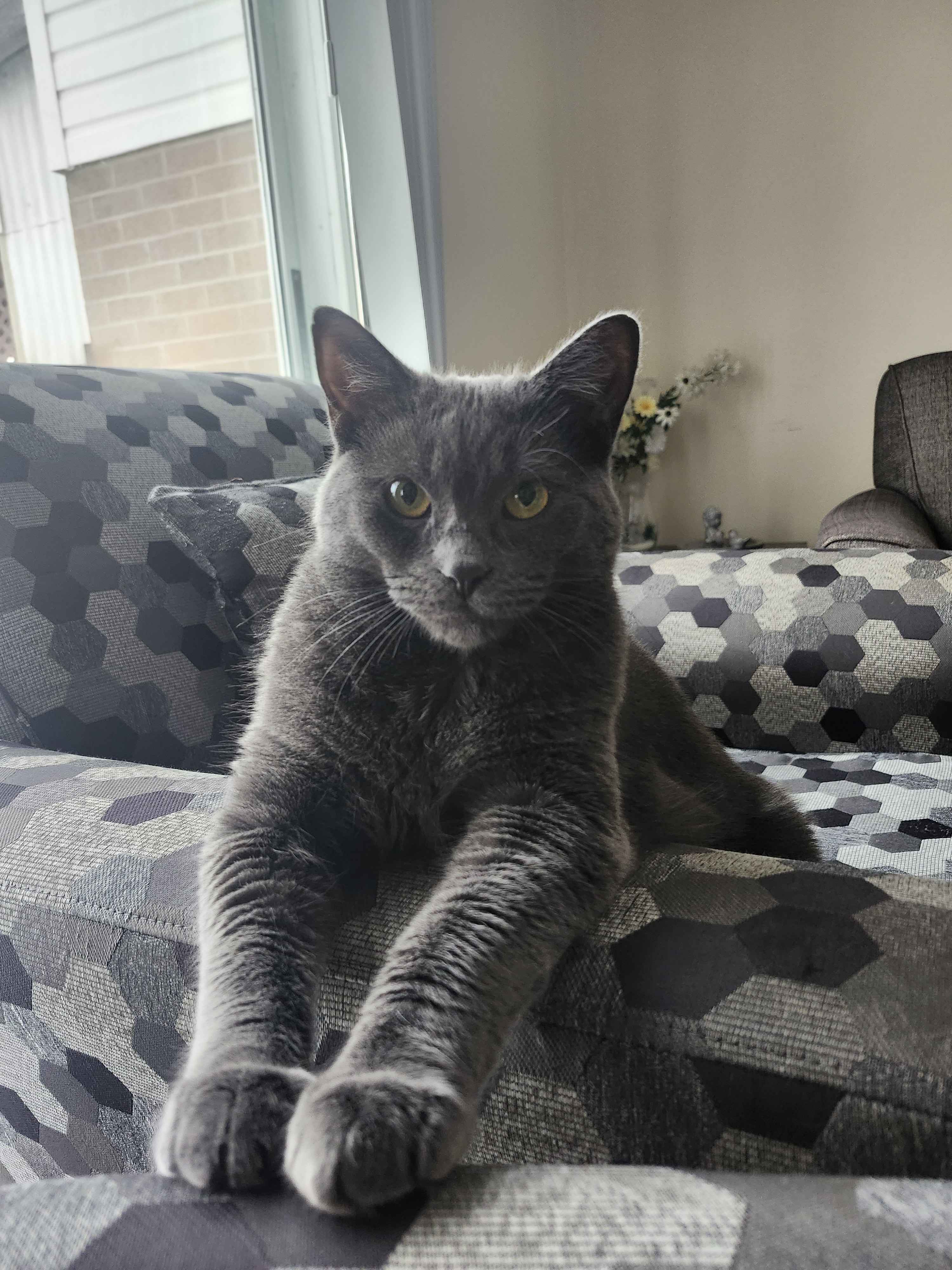 Yuki sitting on the couch