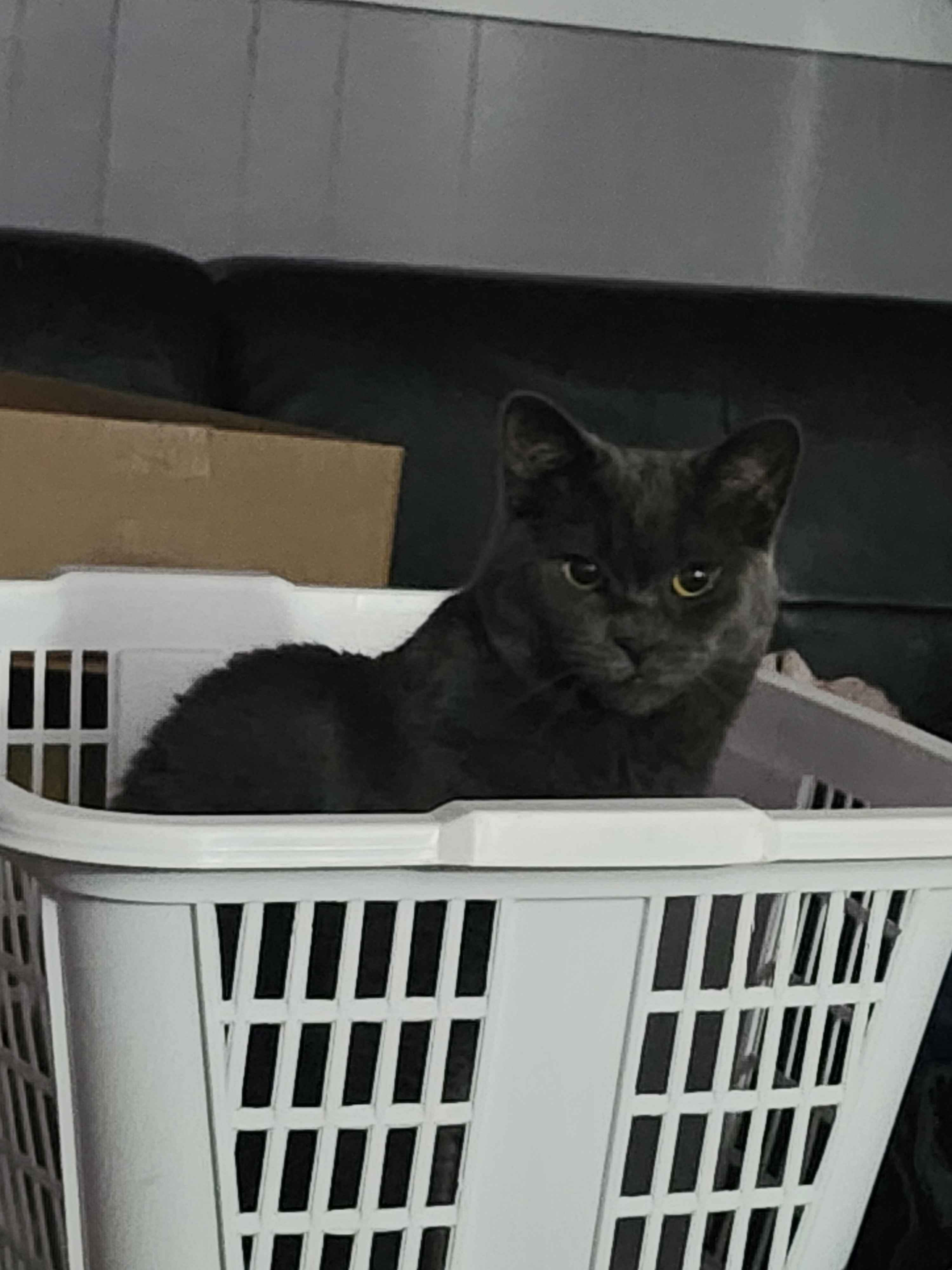 Yuki sitting in a laundry basket