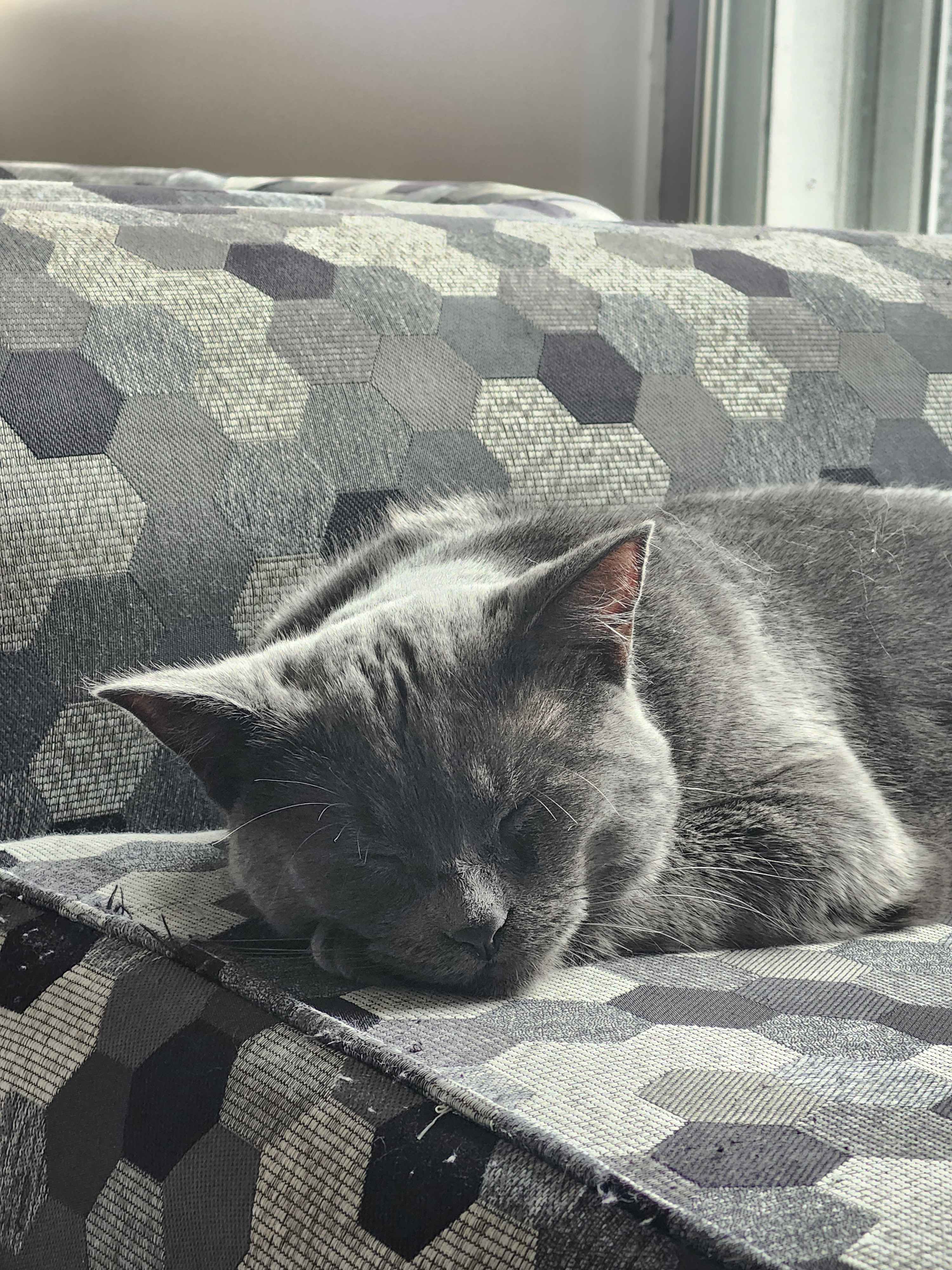 Yuki sleeping on the couch