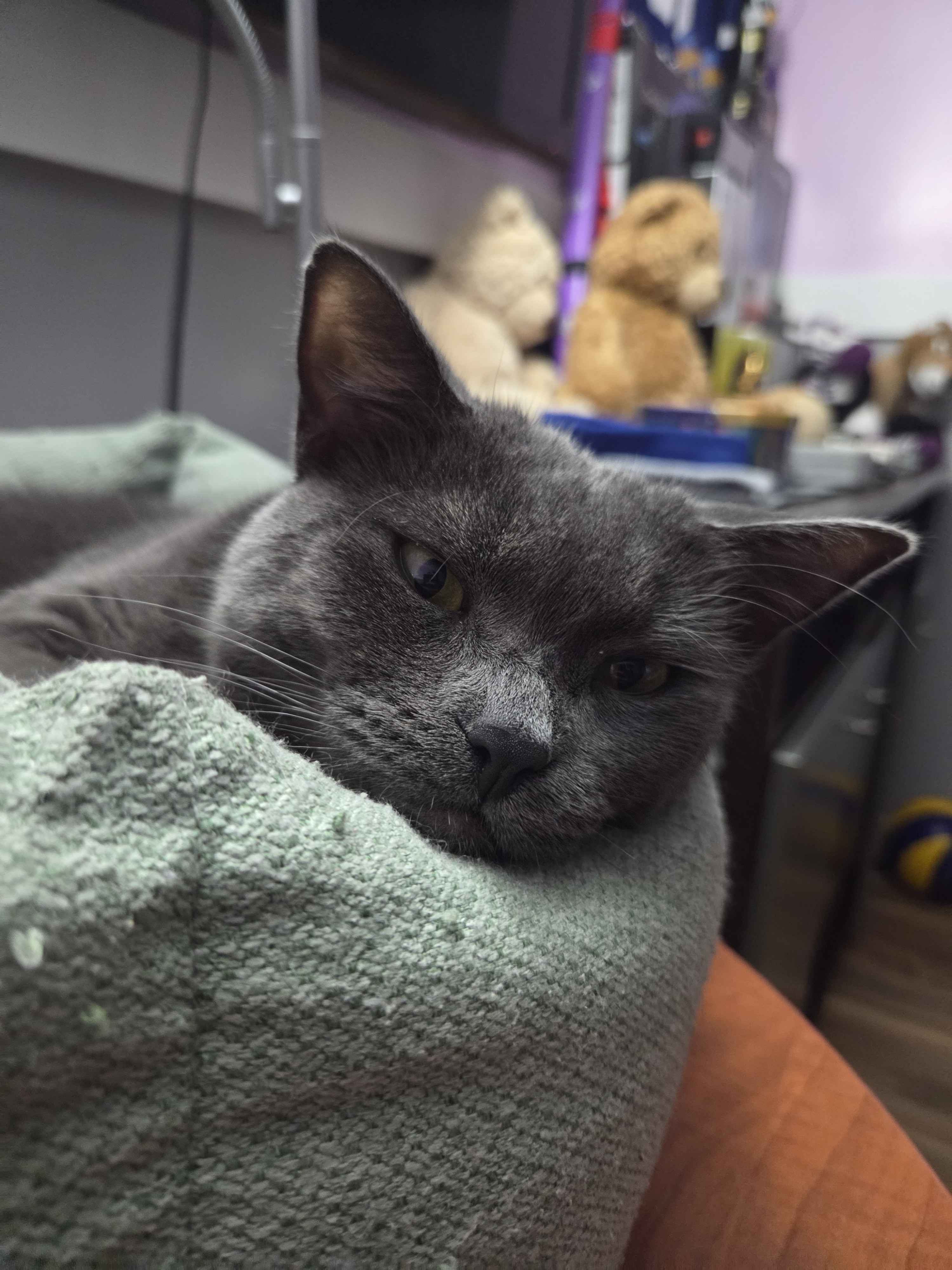 Yuki relaxing on a blanket