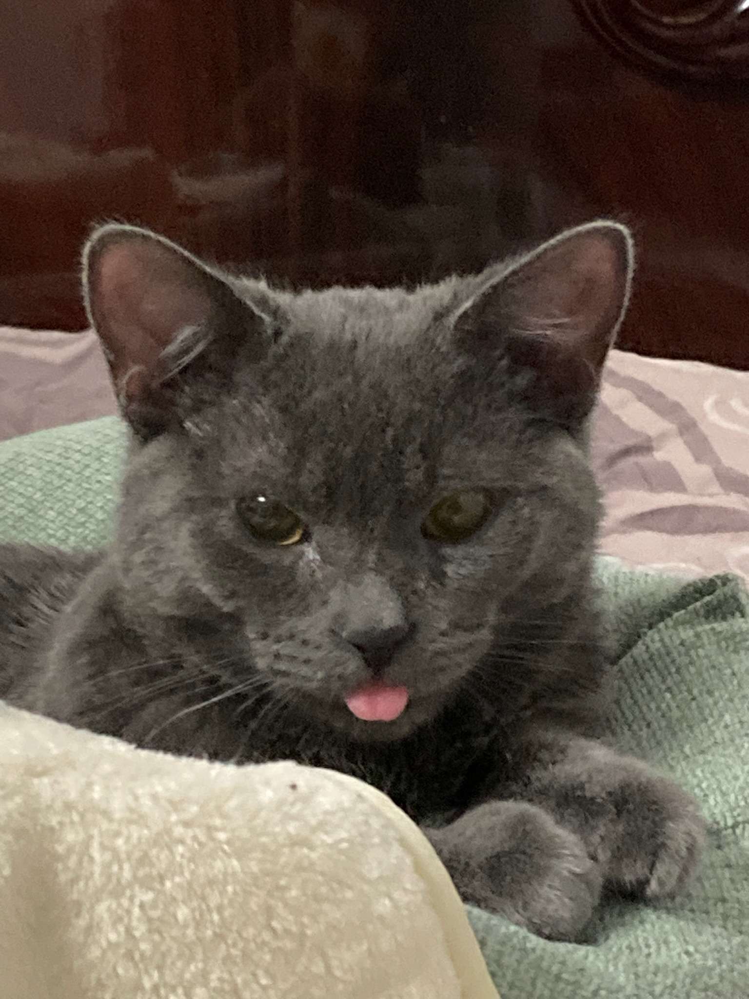Yuki sticking his tongue out