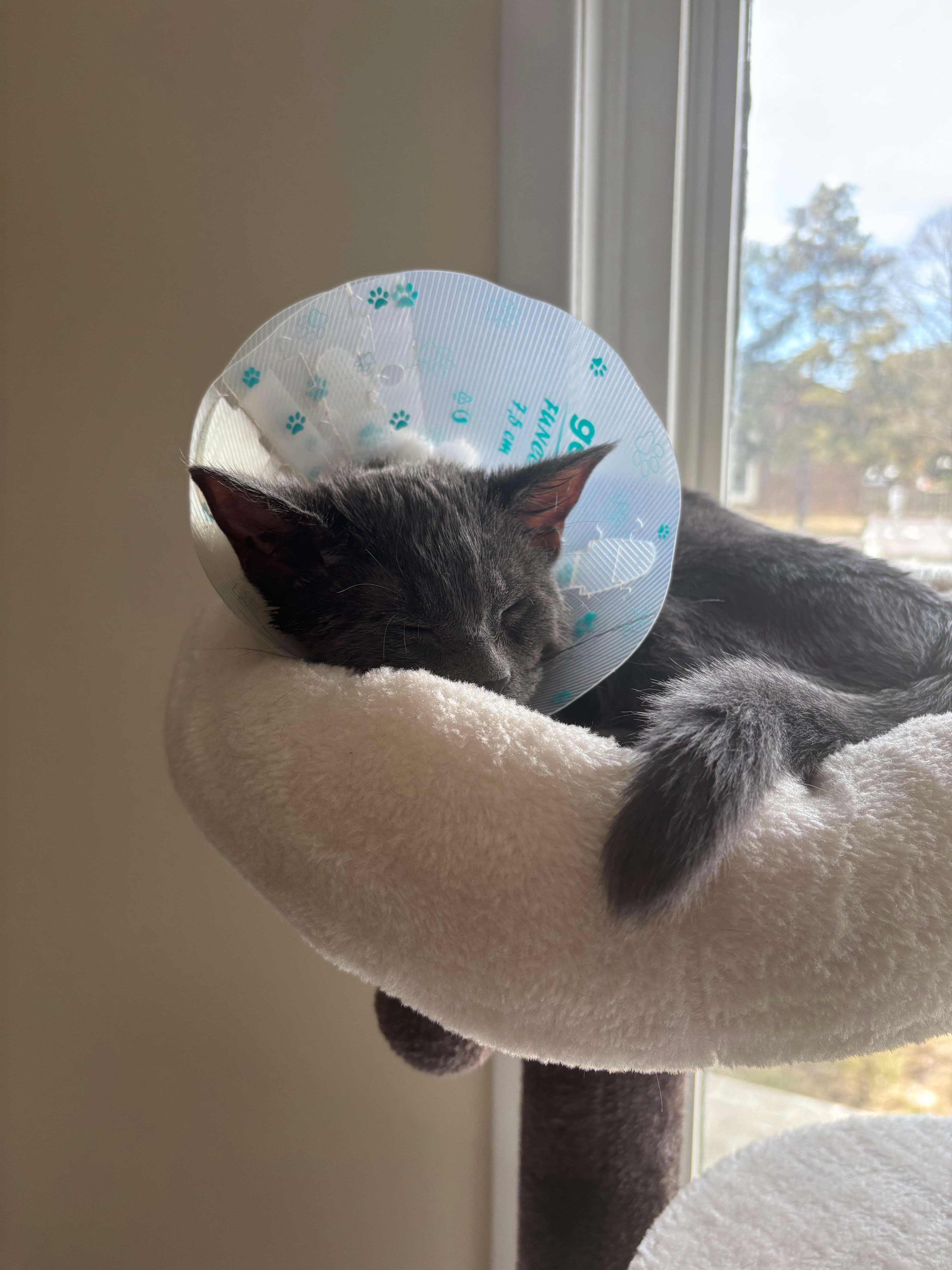 Yuki sleeping in his cone
