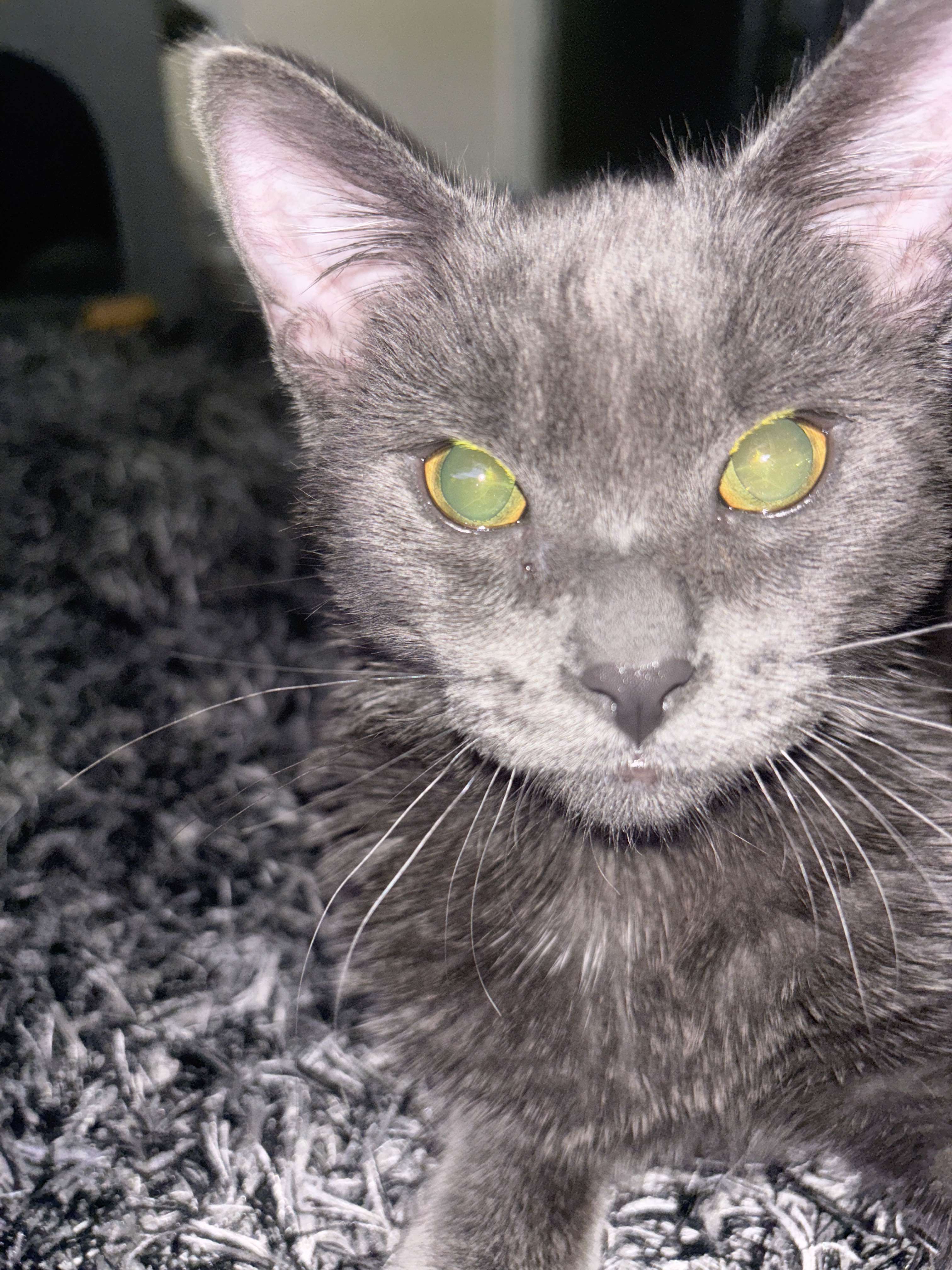 Yuki looking at the camera